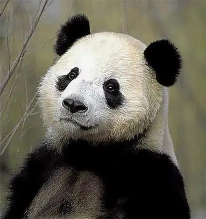Как использовать pandas