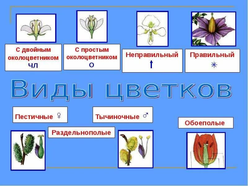 Генеративные органы строение цветка. Строение и разнообразие цветков. Строение и разнообразие цветов. Строение и многообразие цветков. Строение цветка соцветие 6 класс