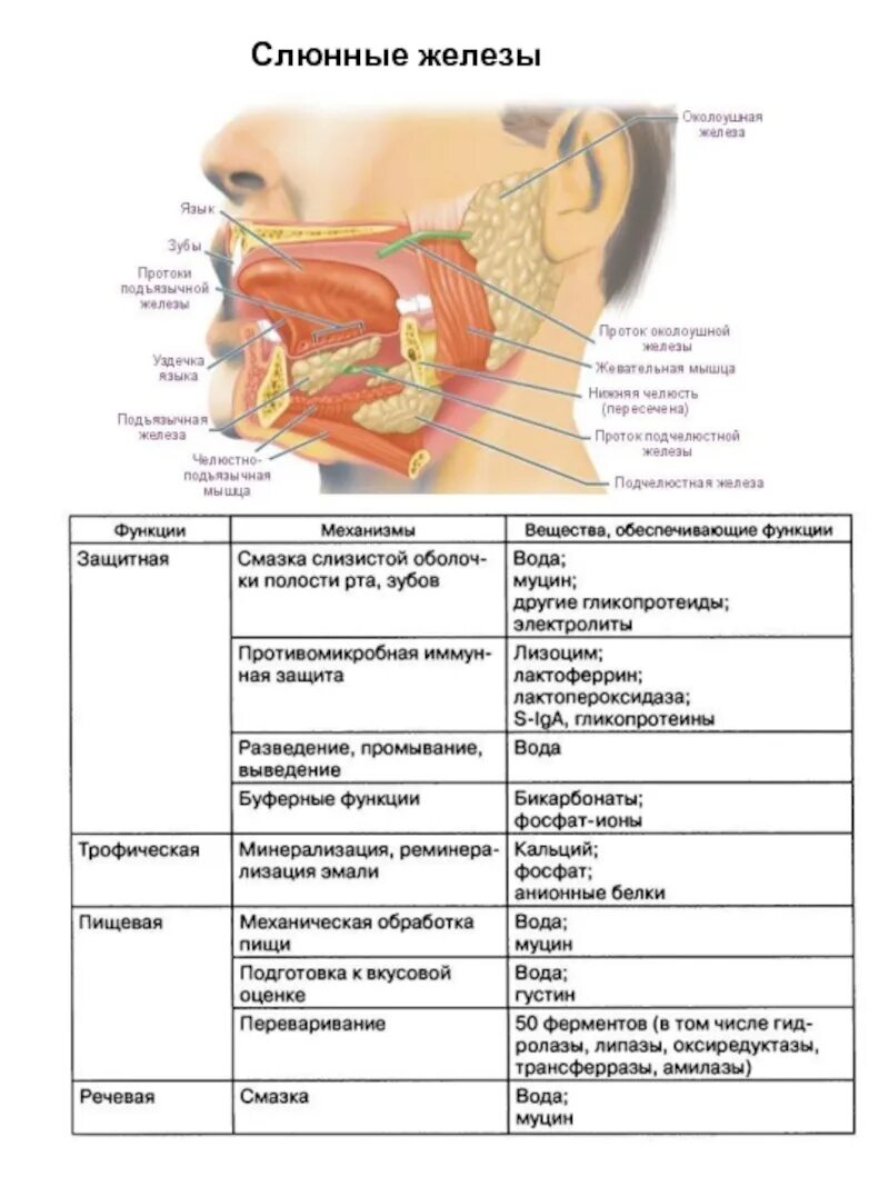 Пищеварительная функция ротовой полости. Пищеварительная система человека ротовая полость слюнные железы. Пищеварение в ротовой полости особенности строения и функции. Железы пищеварительной системы человека таблица. Пищеварительная система таблица орган системы зубы.