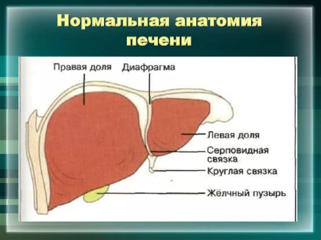 Правая граница печени. Диафрагмальная поверхность печени анатомия. Нормальная анатомия печени. Поверхности и доли печени. Доли печени анатомия.