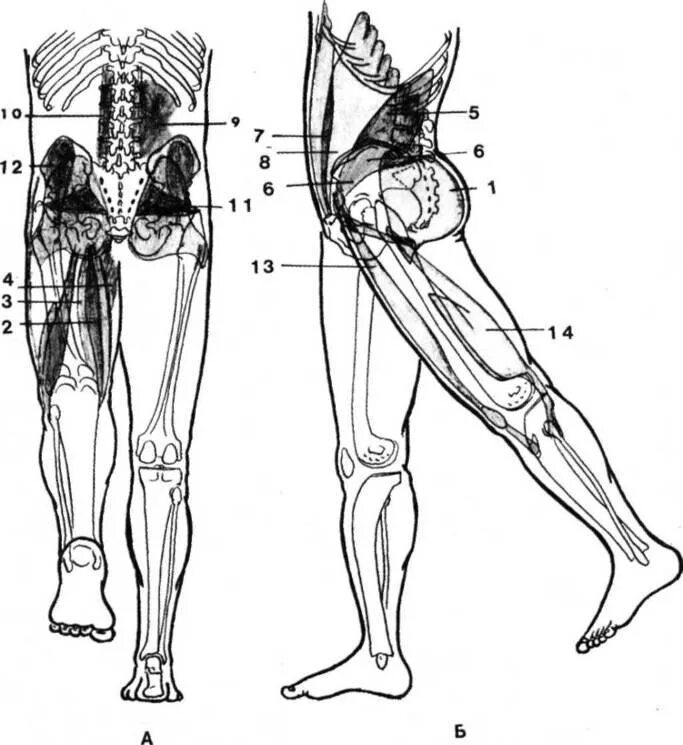 Экстензия бедра мышцы. Мышцы агонисты экстензия бедра. Мышцы аддукторы тазобедренного сустава. Аддукторы ягодичной мышцы. Часть ноги на б