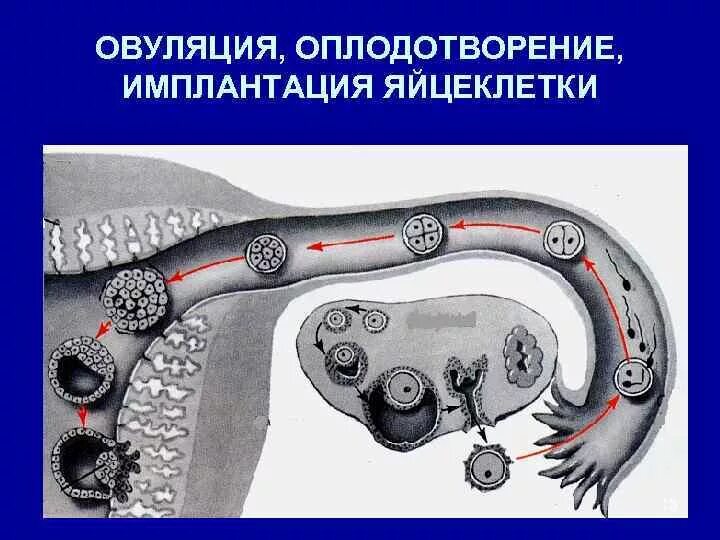 Яйцеклетки сохраняют способность к оплодотворению. Оплодотворение у человека. Схема оплодотворения человека. Движение оплодотворенной яйцеклетки. Оплодотворение и имплантация.