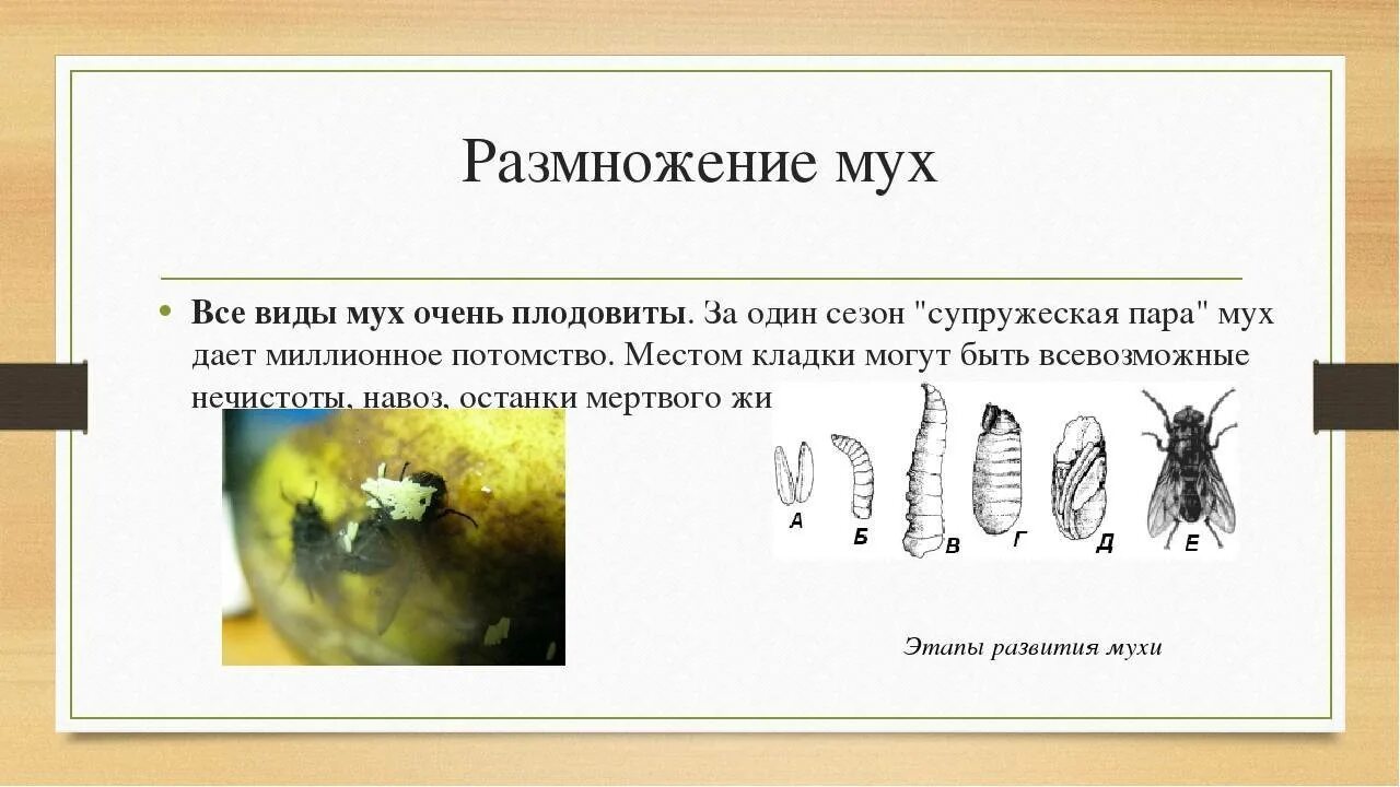 Стадии комнатной мухи. Особенность размножения мух. Как размножаются мухи. Этапы развития мухи. Размножение комнатной мухи.