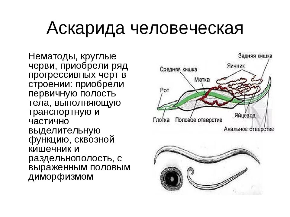 Признаки червей в организме человека. Тип круглые черви аскарида. Нематоды черви строение. Круглые черви аскарида человеческая. Тип круглые черви аскарида человеческая.