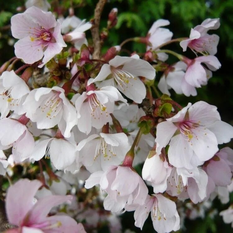 Prunus перевод. Вишня японская (Prunus Incisa) «Kojou-no-mai». Сакура Койо-но-май. Вишня Prunus Incisa Kojou-no-mai. Сакура Микинори.