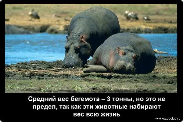 Бегемот информация. Гиппопотам интересные факты. Интересные факты о бегемотах. Интересные факты о бегемотах. Интересные факты о бегемотах.