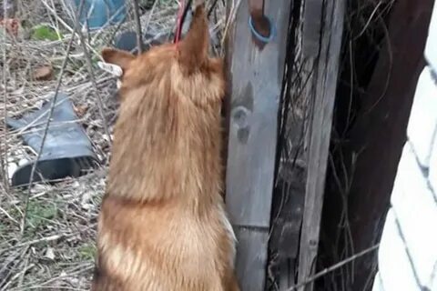 Петиция собака
