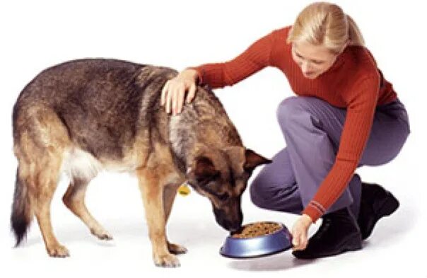 Где кормят собак. Человек кормит собаку. Забота о собаке. Человек кормит домашних животных. Человек с собакой.