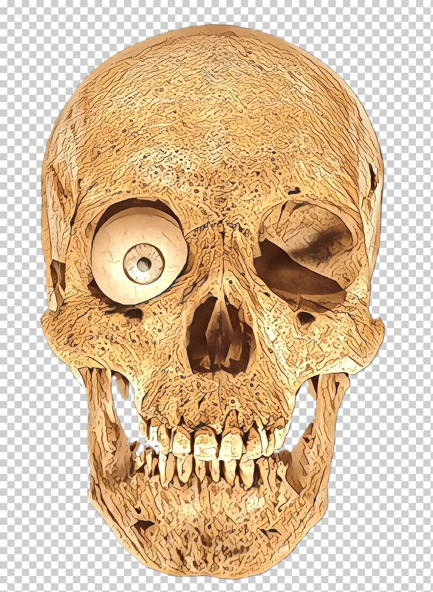 Кости черепа. Кость черепа. Скелет черепа человека.