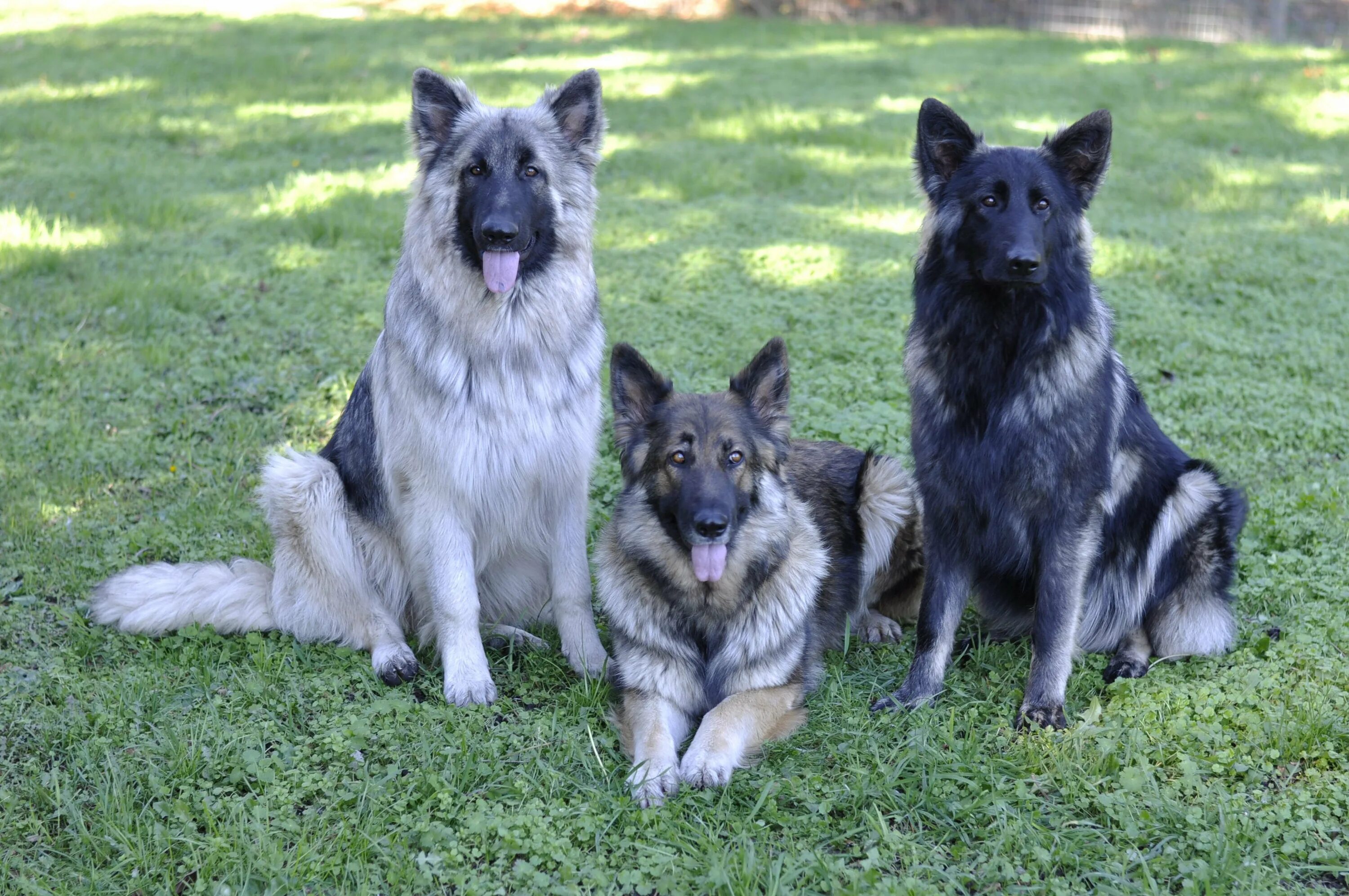 Овчарка блю бэй. Голубая овчарка. Блю бэй шефферд овчарка. Сибирская голубая овчарка. Голубая немецкая овчарка.