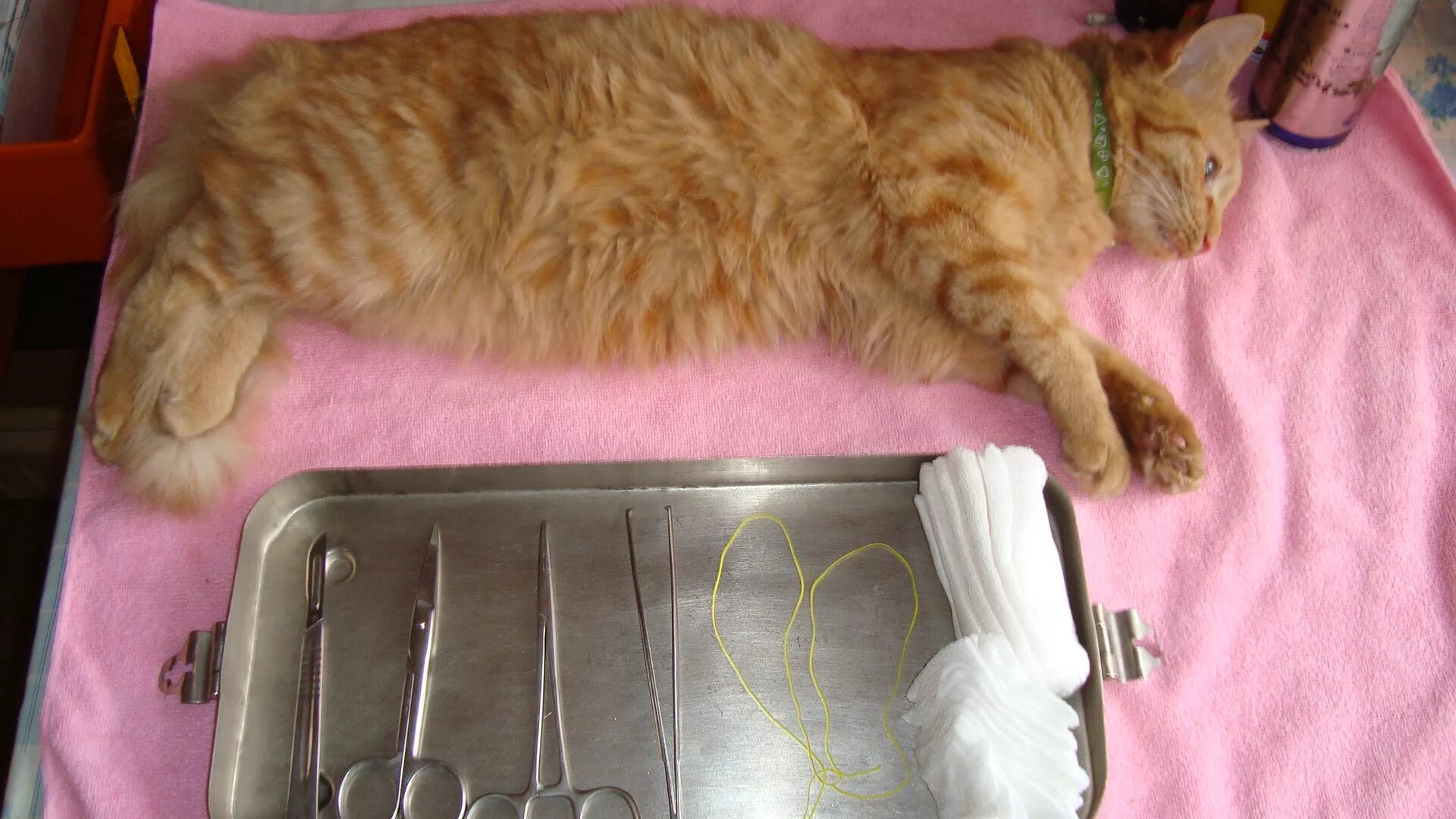 Сколько живут кастрированные кошки. Сколько живут кастрированные кошки. Операция уретростомия уретростомия кошек. Боковой разрез стерилизация. Сколько живут кастрированные кошки.