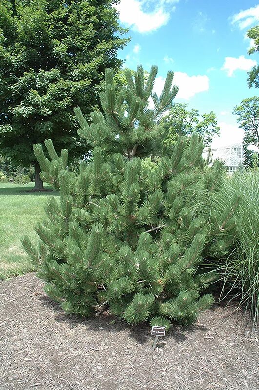 Pinus nigra Oregon Green. Сосна черная Орегон. Сосна черная Орегон Грин. Сосна Горная Oregon Green.