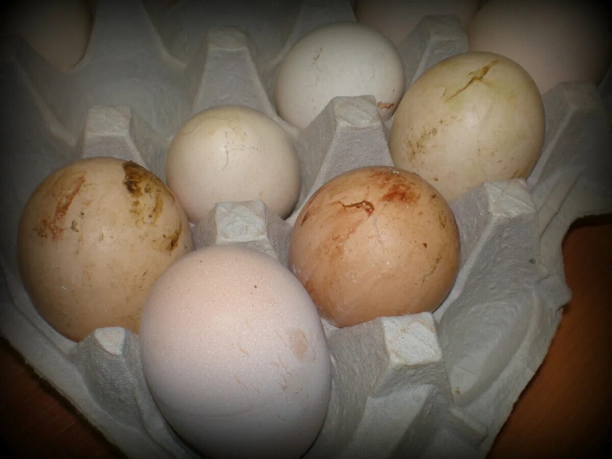 Яйцо утиное инкубационное. Грязное куриное яйцо. Домашние куриные яйца. Яйца грязные можно ли их мыть