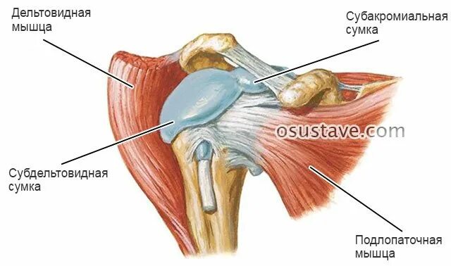 субдельтовидный бурсит плечевого сустава. субдельтовидный бурсит плечевого сустава. субдельтовидный субакромиальный бурсит плечевого сустава. подклювовидный бурсит плечевого. субакромиальный бурсит.