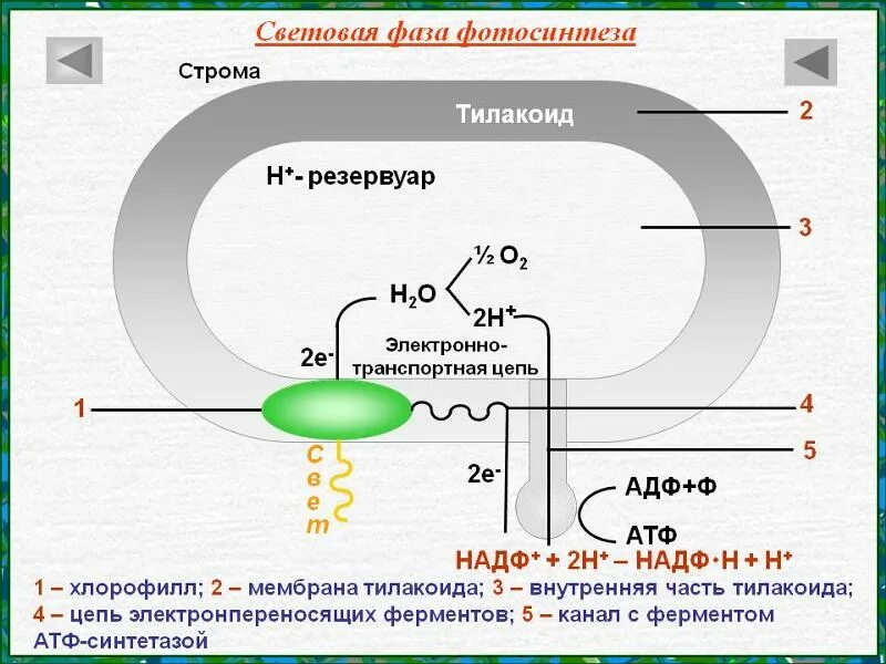 Установите последовательность этапов окисления молекул. Фотосинтез мембрана тилакоида. Световая фаза фотосинтеза на мембране тилакоида схема. Фотосинтез световая фаза тилакоиды. Темновая фаза фотосинтеза процессы.