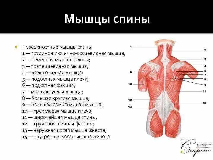 Какие мышцы наиболее развиты. Мышцы спины человека. Поверхностные мышцы. Самая сильная мышца в человеческом организме. Мышцы спины поверхностные и глубокие.