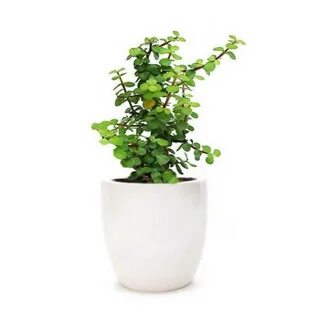 Plants co