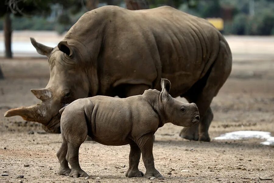 Семья Носорогов. Детеныш носорога. Индийский носорожек. Носорог с детенышем в зоопарке. Сколько детенышей носорога родилось в 2001 году