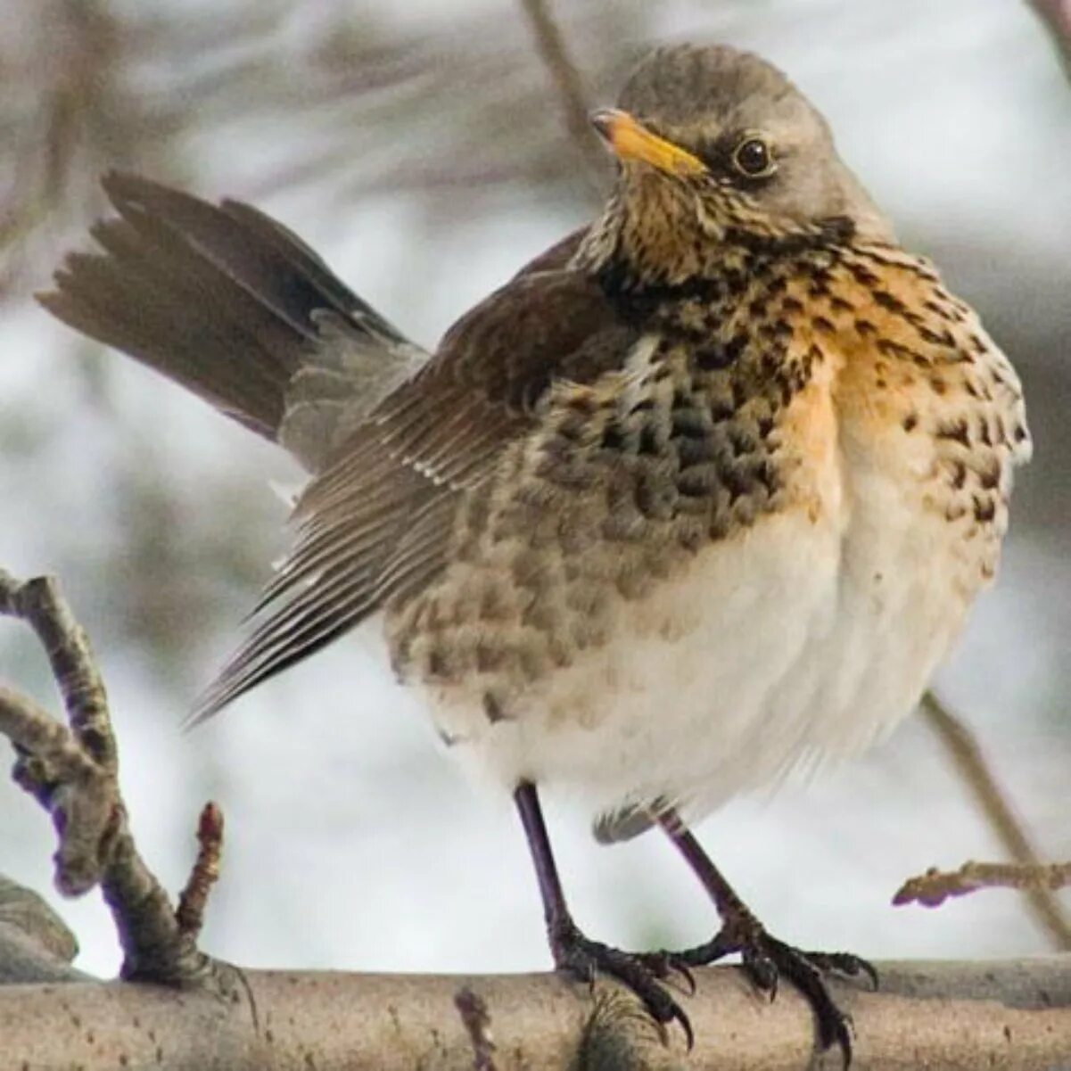 Птица с рябым оперением. Дрозд рябинник Fieldfare turdus pilaris. Дрозд деряба рябинник. Рябинник (turdus pilaris. Дрозд-рябинник серый Дрозд деряба.