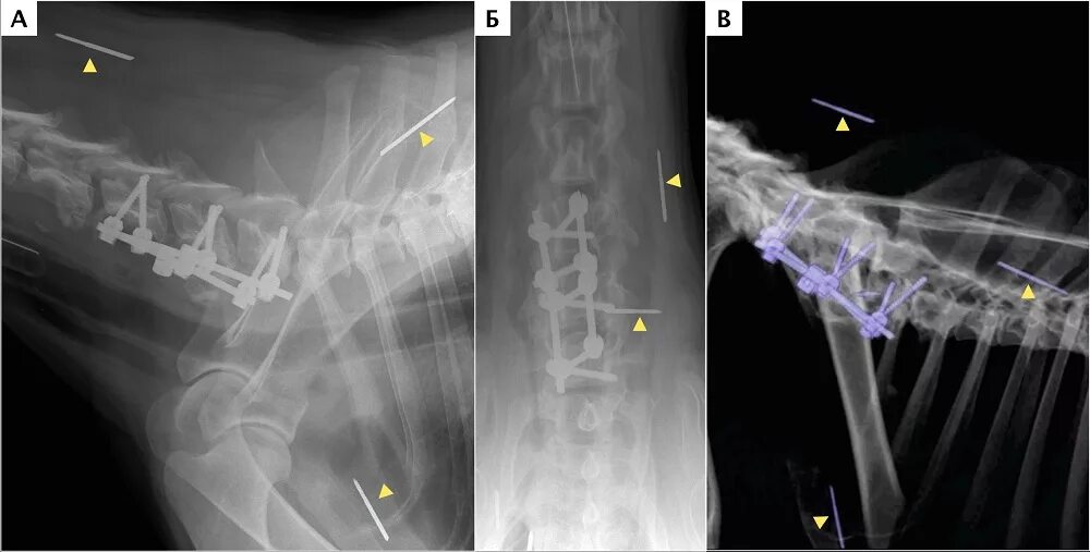 Стеноз у собак. Транспедикулярная фиксация позвоночника у собак. Транспедикулярный остеосинтез позвоночника. Транспедикулярная фиксация рентген. Рентген шейного отдела собаки.