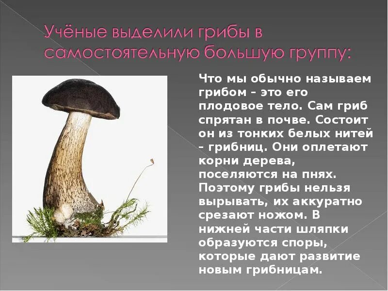 Тема грибы окружающий мир 2 класс. Тема царство грибов. Презентация про грибы 2 класс. Окружающий мир 2 класс тема грибы. Окружающий мир 2 класс тема грибы.