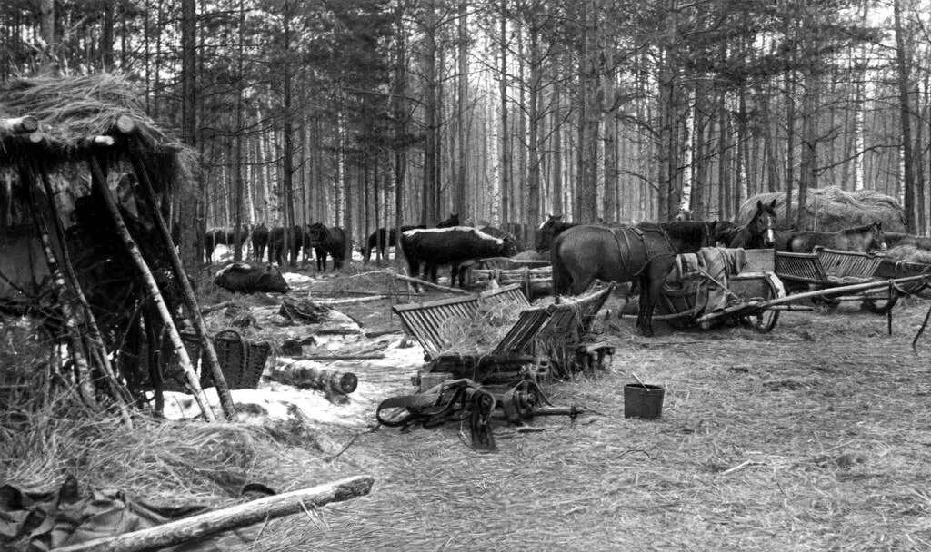 Лес у володи. Партизанский лагерь ВОВ. Партизанский лагерь в Белоруссии ВОВ. Лагерь Партизан Великой Отечественной войны. Партизанский лес Брянск ВОВ.