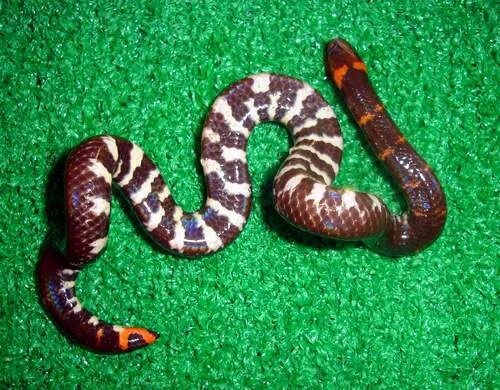 Серию про змей. Cylindrophis jodiae. Пятнистая цилиндрическая змея. Красная цилиндрическая змея. Пятнистая змея (Cylindrophis maculatus).