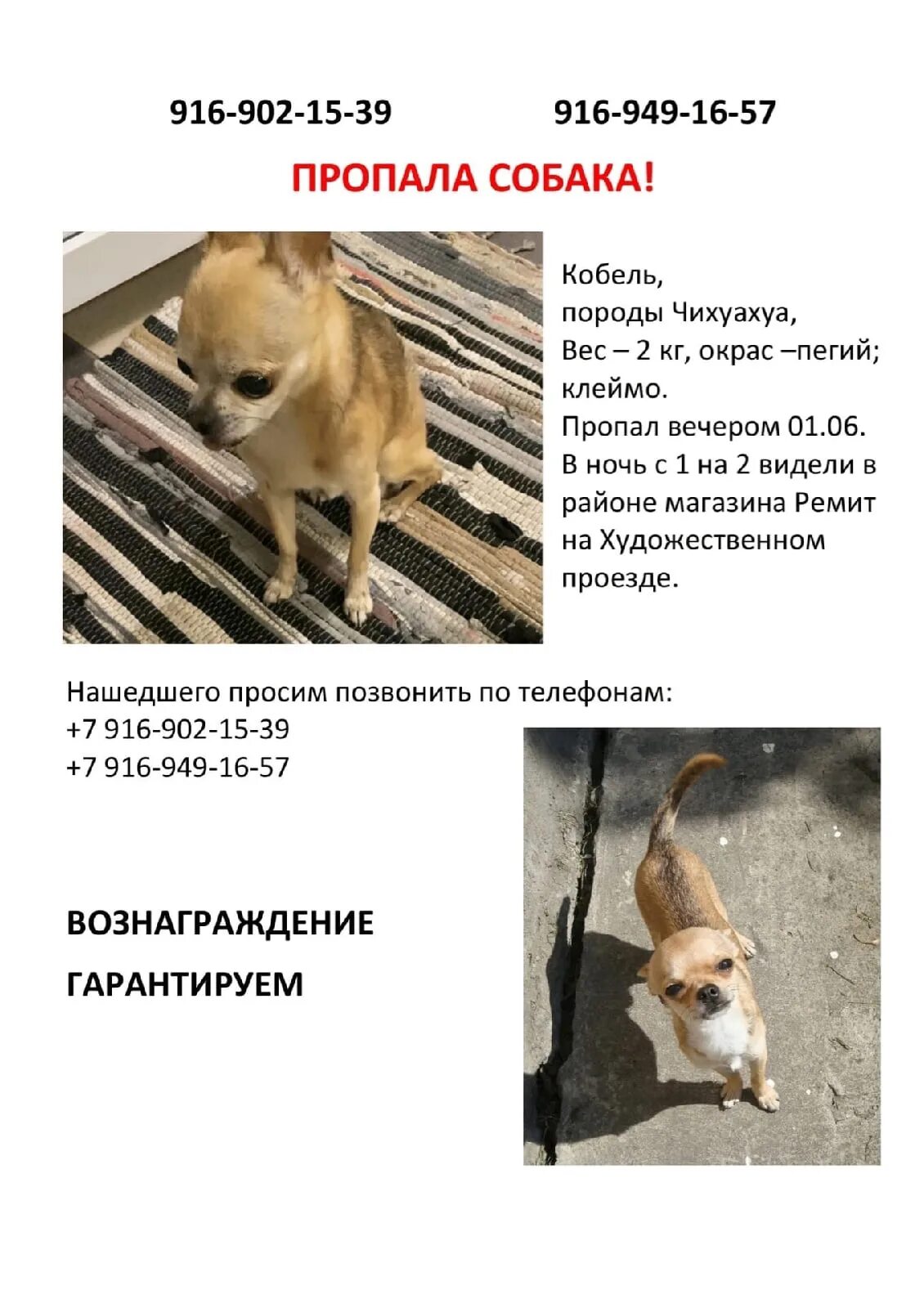 Потерялся чихуахуа. Пропала собака чихуахуа. пропала собака породы чихуахуа. вес чихуахуа. объявление о пропаже собаки чихуахуа.