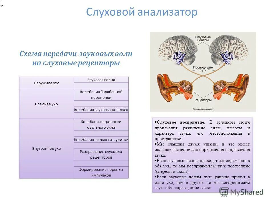 Повреждение слухового анализатора. Повреждение слухового анализатора