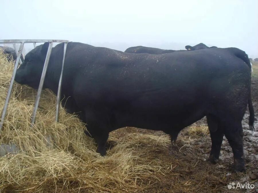 Сельхоз животных ставропольский край. Бык Абердин Ангус 300 кг. Бык Абердин Ангус вес в 1 год. Вес Быков Абердин Ангус. Абердин-ангусская порода Быков.