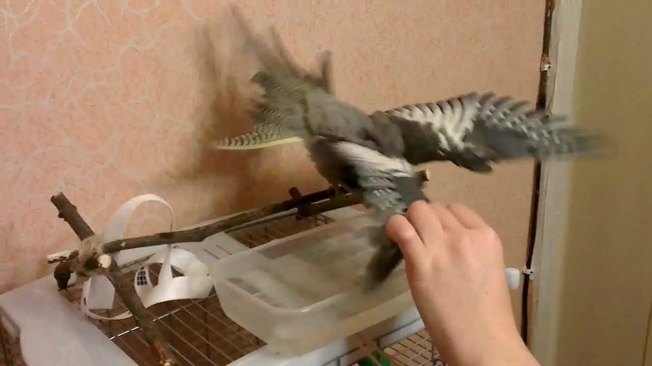 Как купать кореллу