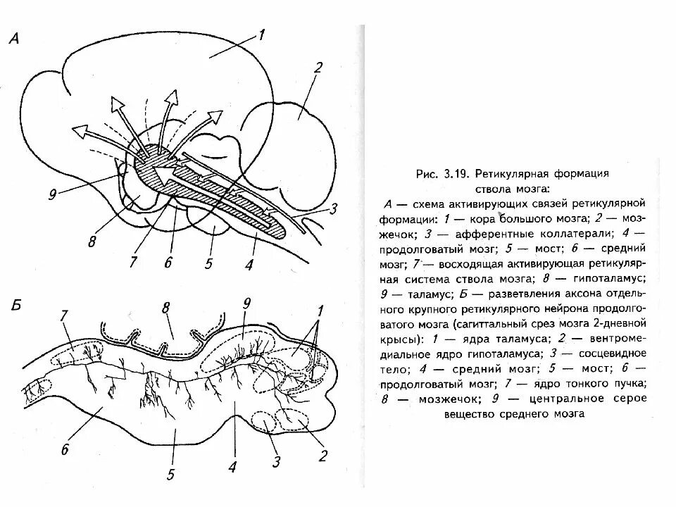 Строение ретикулярной формации схема. Ретикулярная формация мозгового ствола. Ретикулярная формация головного мозга. Ядра ретикулярной формации схема.