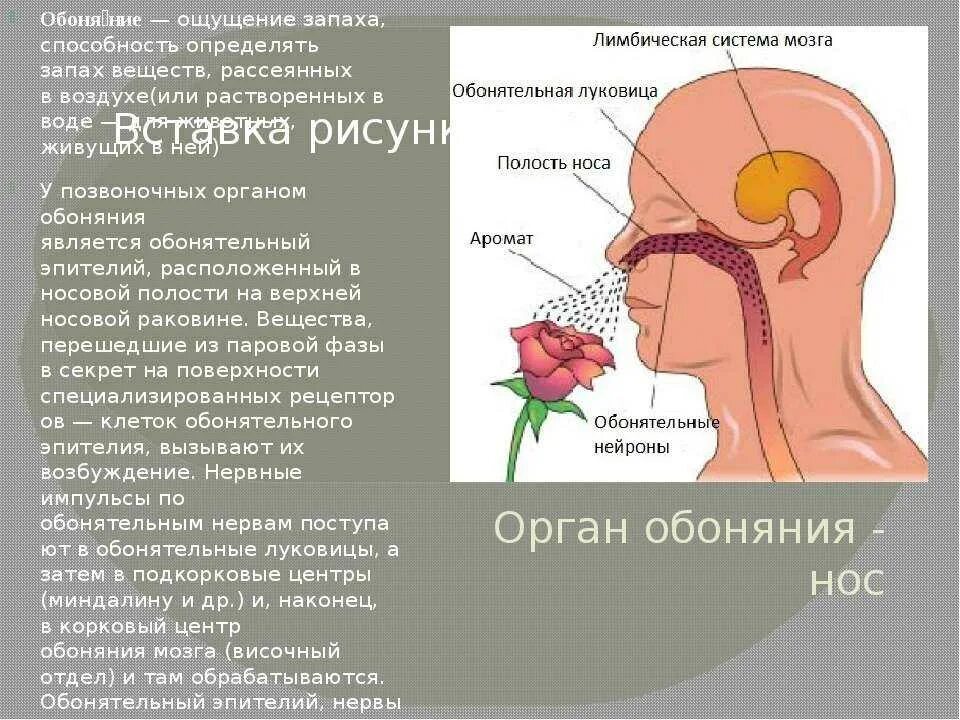 Почему человек не чувствует запахи. Обоняние. обоняние и запахи. пропало обоняние. пропало чувство обоняния.