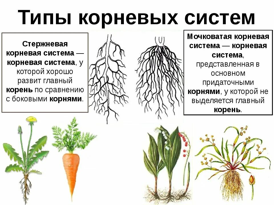 Корневая система растений образованы. Типы корневых систем у растений. Типы корневых систем таблица.