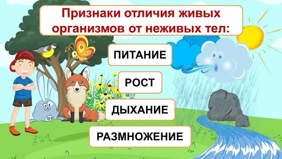 Конспект урока окружающий мир человек 3 класс. Живая и неживая природа. Живая и неживая природа для дошкольников. Живая неживая природа для детей. Живая природа для дошкольников.