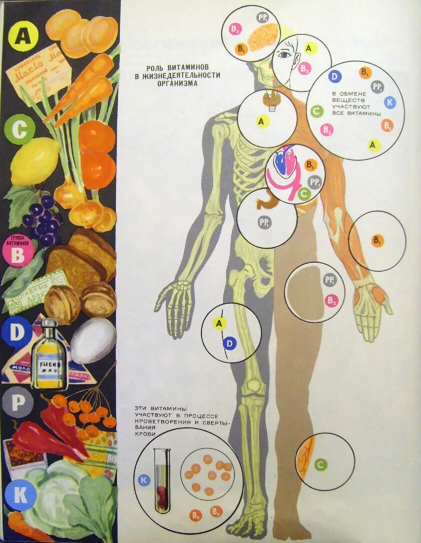 Их в организме человека. Витамины в организме человека. Витамины для человеческого организма. Что такое витамины. Витамины в человеческом теле.