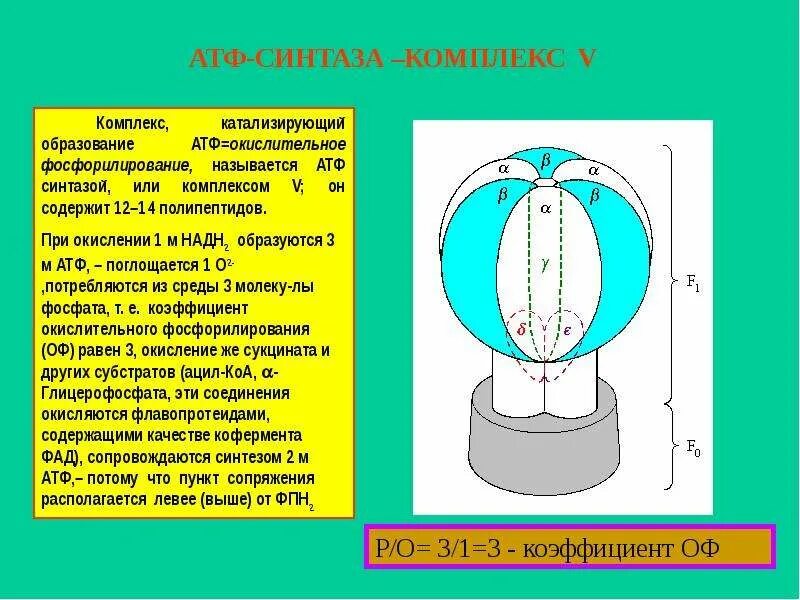 Строение атф синтазы. АТФ синтазный комплекс. АТФ синтазный комплекс строение. Протонной АТФ-синтазой.