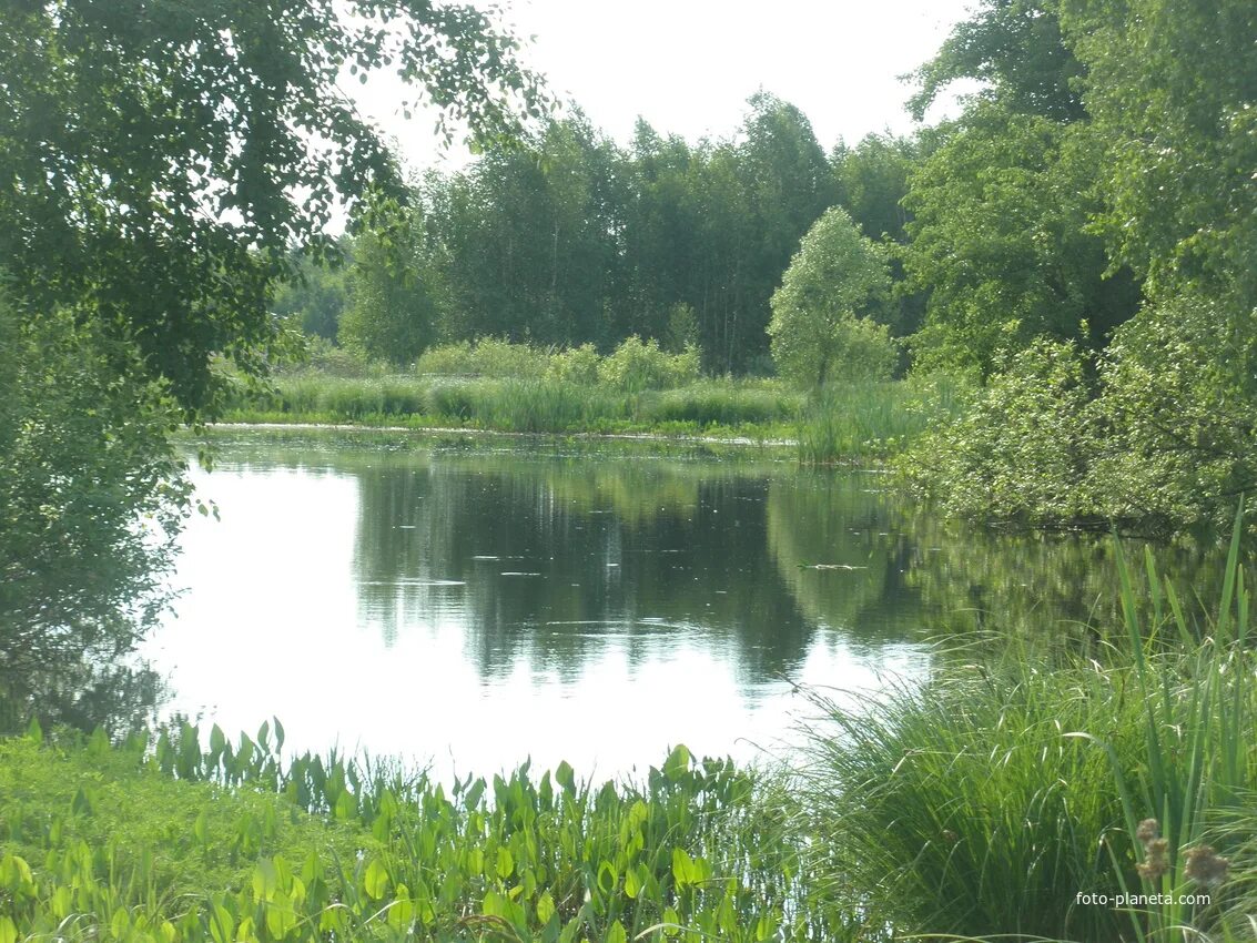 Клинцовский район с. Коржовка. Коржовка-Голубовка Клинцовский. Озеро Рудня Голубовка. Село Коржовка Голубовка Клинцовского района Брянской области. Погода в коржовке голубовке