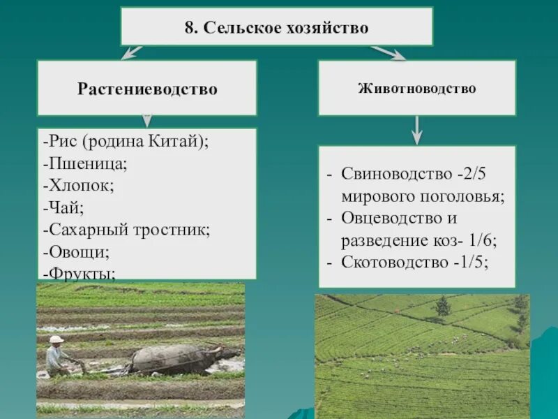 Структура сельского хозяйства Китая. Отрасли специализации сельского хозяйства Китая. Отрасли сельского хозяйства Китая кратко. Сельское хозяйство Растениеводство и животноводство. Схема связи растениеводства и животноводства и промышленности