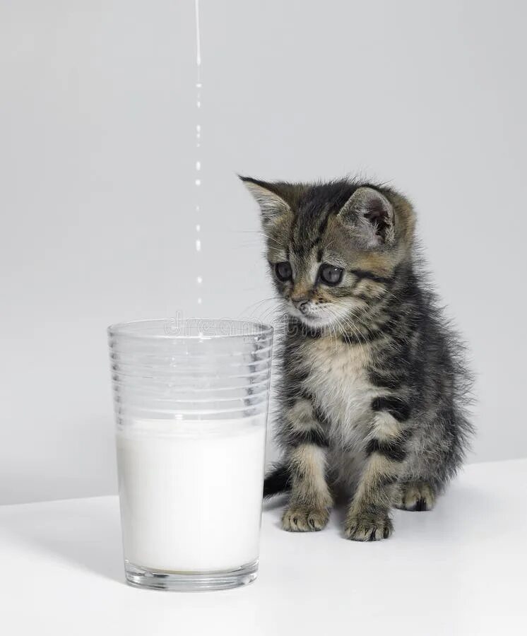 Lora kitten milk