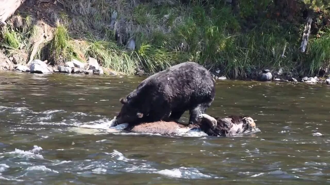 Yellowstone National Park Grizzly Bear. Бурый медведь против