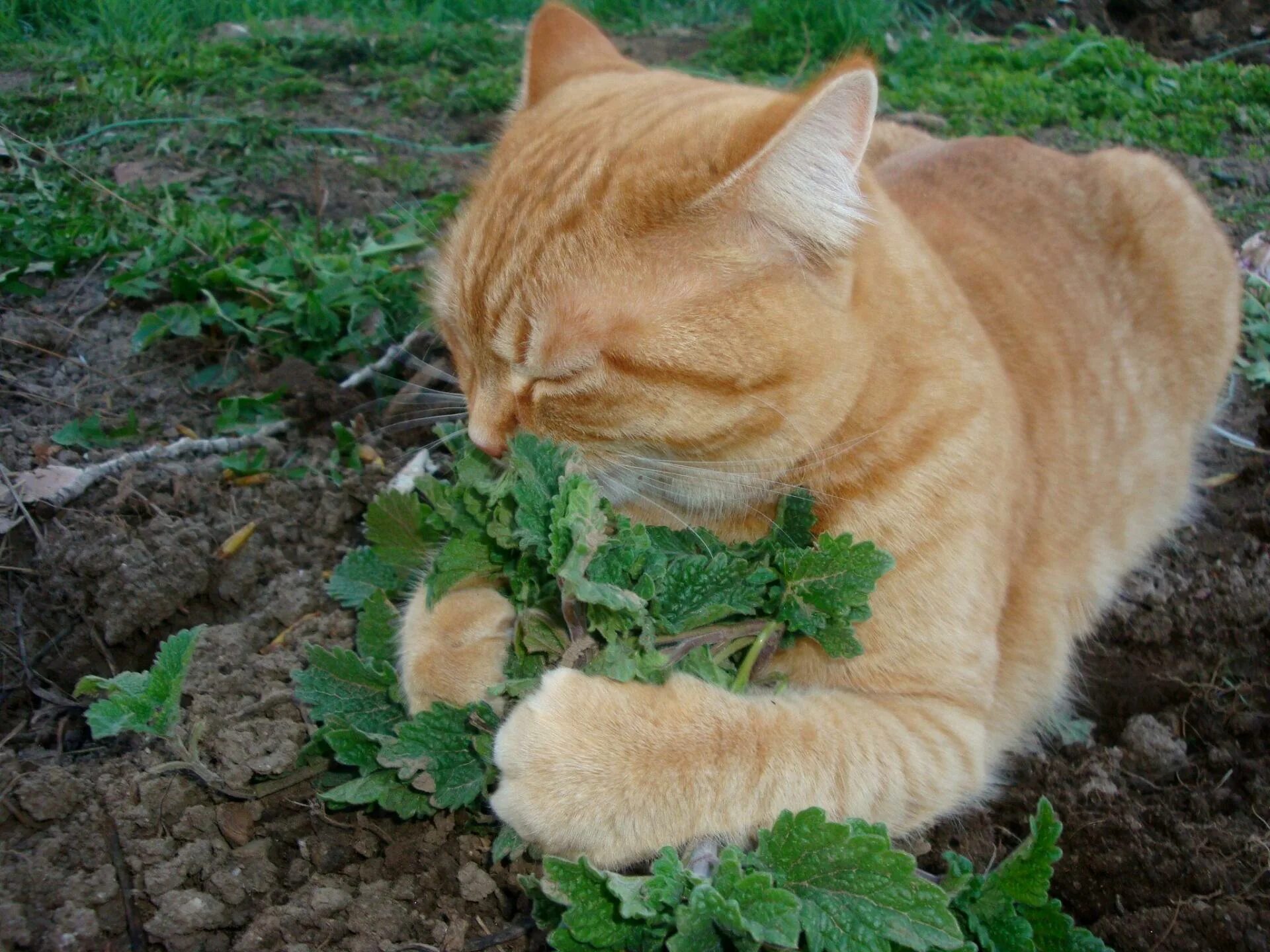 А мы с ним пахнем кошачьей мятой. Котовник кошачий. Трава котовник кошачий. Котовник Кошачья мята и коты. Кошачья мята трава.