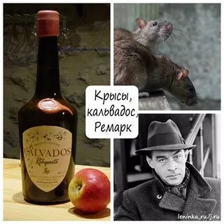 Чай собака пастернак