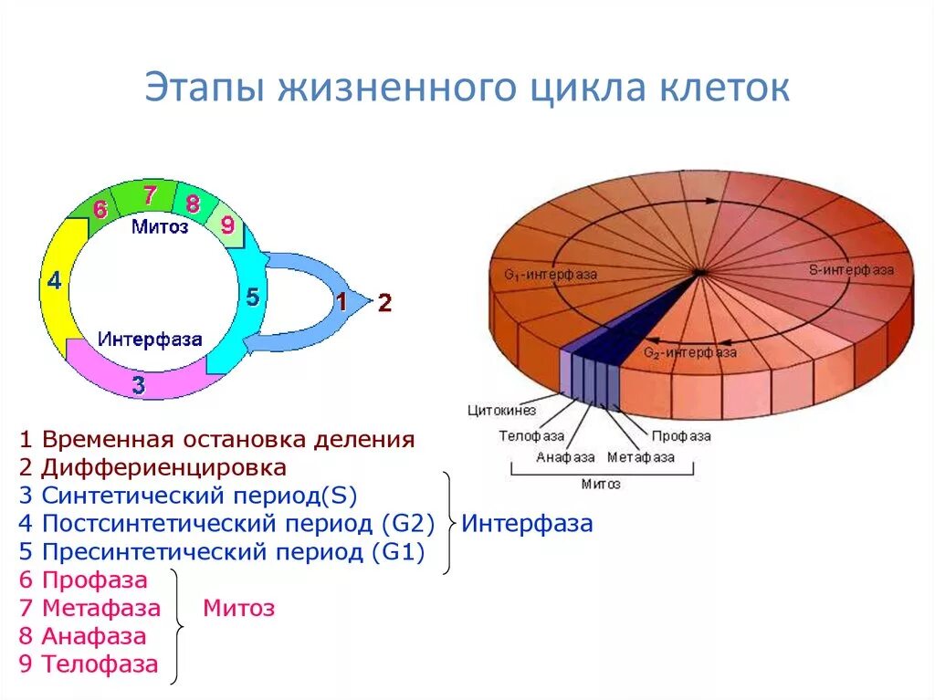 Большие циклы состоят из. Схема стадий жизненного цикла клетки. Периоды жизненного цикла клетки. 2 Жизненный цикл клетки: интерфаза. Характеристика этапов жизненного цикла клетки.