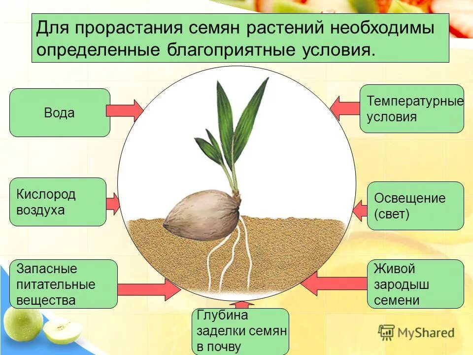 Причины влияющие на размещение растительности