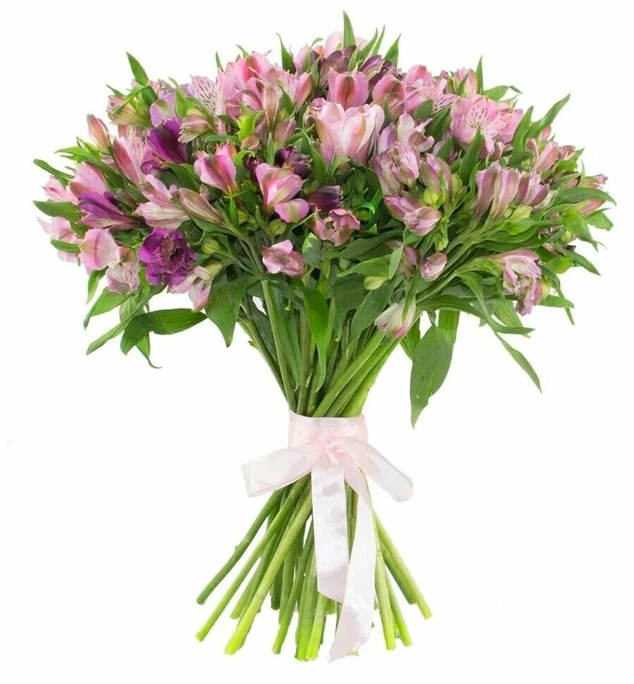 Микс альстромерий букет. Цветы в букете альстромерия. Альстромерия (alstroemeria). Альстромерия гарда вистлер. Букет 25 альстромерий микс.