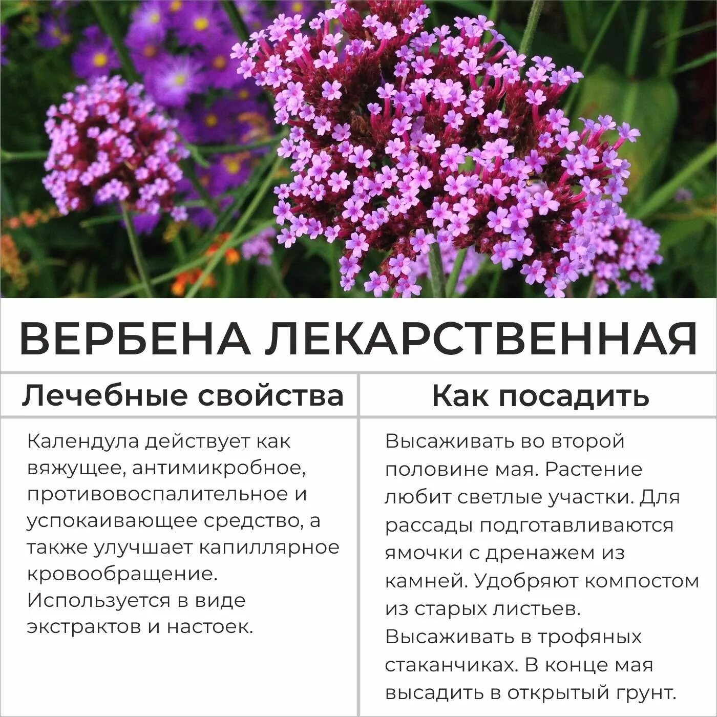 Вербена инструкция. Вербена Альпийская. Патагонская Вербена. Вербена звездчатая. Вербена карликовая.