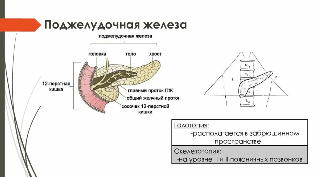 Поджелудочная железа как проверить. Топографияоджелудочной железы. поджелудочная железа топография строение. периампулярная зона поджелудочной железы. скелетотопия поджелудочной железы.