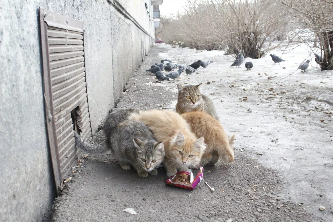Кошкам можно бросать. Бездомные котята. Подобрала котенка на улице. Кошкам можно бросать. Бродячие кошки.
