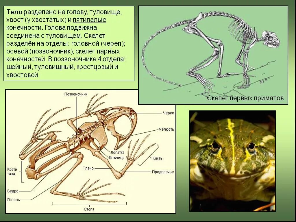 Рычажные пятипалые конечности. Туловищный скелет позвоночных животных. Пятипалый Тип конечности. Скелет пятипалой конечности. Появление пятипалой конечности ароморфоз